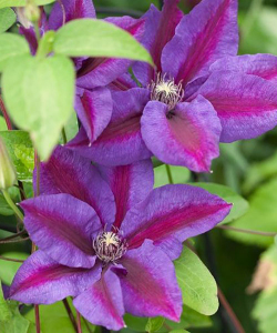 Клематис Mrs N.Thompson