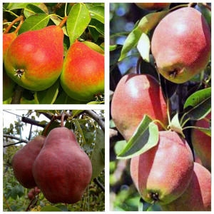 Груша дерево сад (Киргизская + Улюблиниця Клаппа + Уильямс)