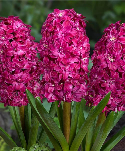 Гиацинт Ред Даймонд (Red Diamond)