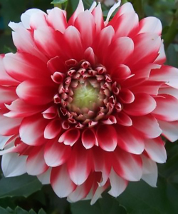 Жоржина Musette