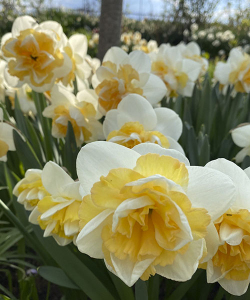 Нарцис Голден Перл (Golden Pearl)