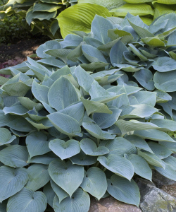 Хоста Canadian Blue