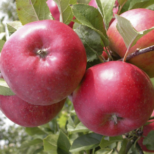 Яблоня Топаз