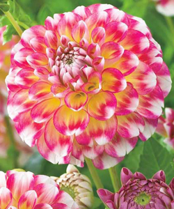 Жоржина Hawaii NL