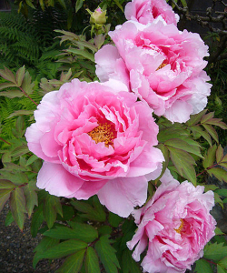 Півонія Yin hong liao dui (світло-рожевий)