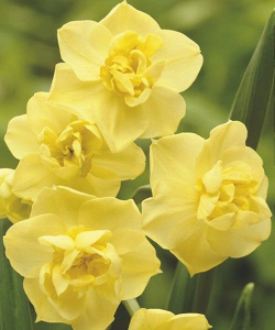 Нарцисс Yellow Cherfulness