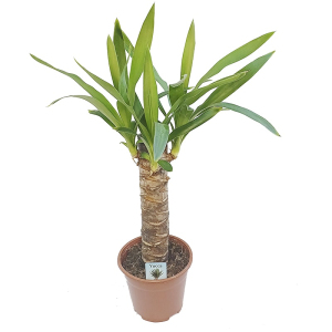 Юкка,  h 55 см