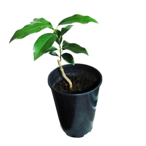 Кумкват, 20-30 см