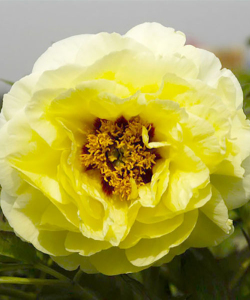 Півонія High Noon Hai Huang