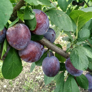 Слива Кабардинська рання