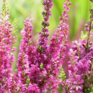 Вереск Allegretto