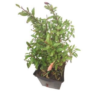 Гранат комнатный