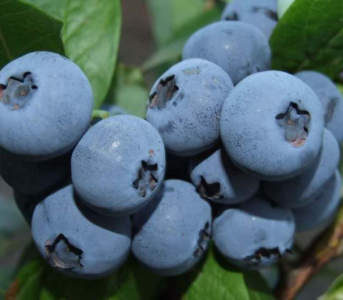 Голубика (черника садовая) Шантиклер