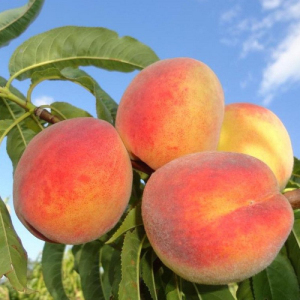 Персик колоновидний Еліс Кол