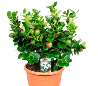 Карисса (комнатная слива)