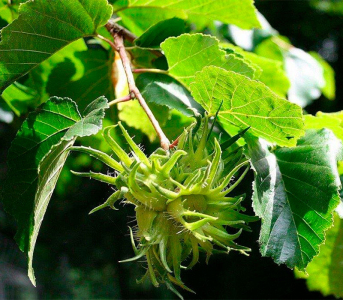 Ведмежий горіх (сіянець)