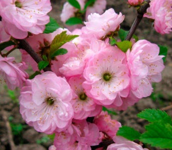 Мигдаль Декоративний (сіянець)