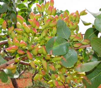 Фісташка Альбіна (сіянець)