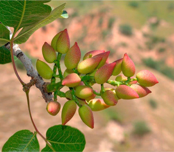 Фисташка Горная жемчужина (сеянец)