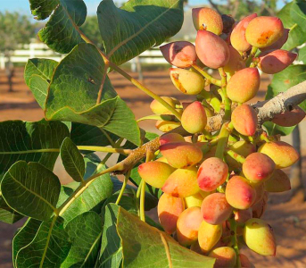 Фісташка Киргизька (сіянець)