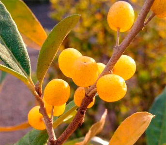 Гумі Pointilla fortunella