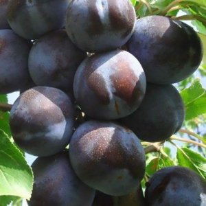 Слива колоновидная Анже