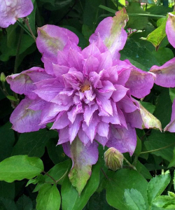 Клематис Proteus