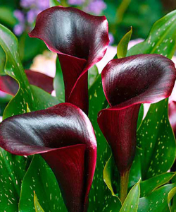 Калла Schwarzwalder