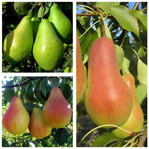 Груша дерево сад (Талгарка + Ноябрьская + Улюблиниця Клаппа)