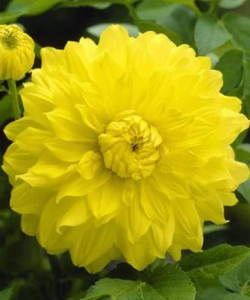 Жоржина Golden Emblem