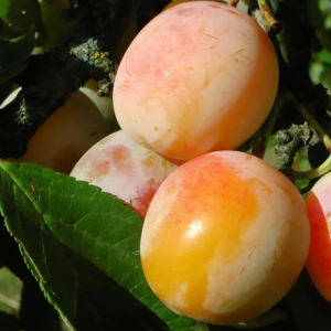 Слива диплоїдна Байрон Голд