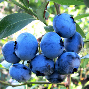 Голубика (черника садовая) Блю Голд, 2 года