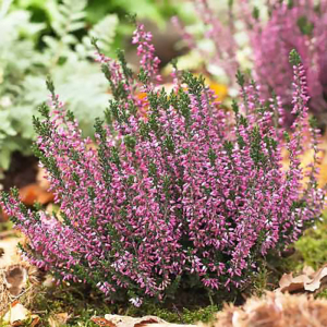 Вереск Aphrodite