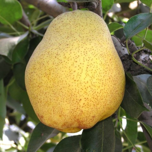 Груша Киффер