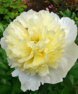 Півонія Primevere