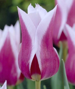 Тюльпан Claudia, 2 шт