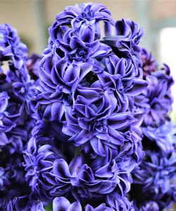 Гиацинт Манхетен (Manhattan)