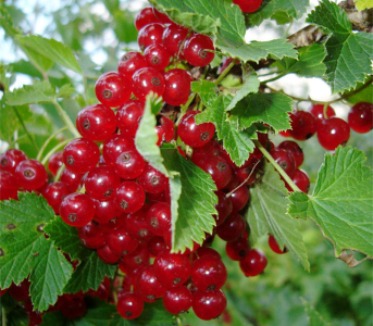 Смородина червона (Порічка) Роднеус