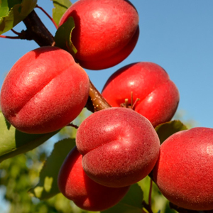 Абрикос Рубиста