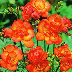 Фрезия полная Orange, 5 шт