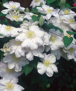 Клематис Marie Boisselot