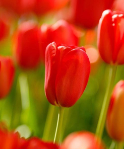 Тюльпан Скай Хай Скарлет (Sky High Scarlet), 2 шт