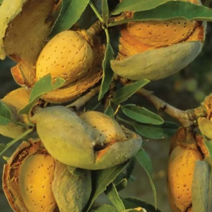 Мигдаль Пряний (сіянець)