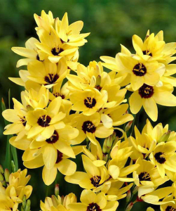 Іксія Yellow Emperor, 5 шт