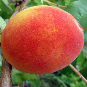 Персик Квест Хейвен