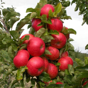 Яблуня колоновидна Еліта