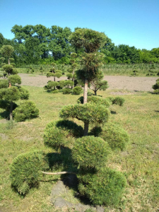 Сосна звичайна Niwaki (М)