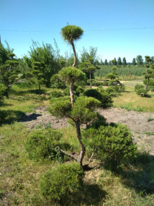 Сосна звичайна Niwaki (С)