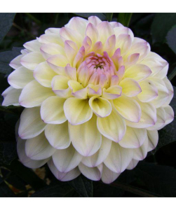 Жоржина Lake Carey