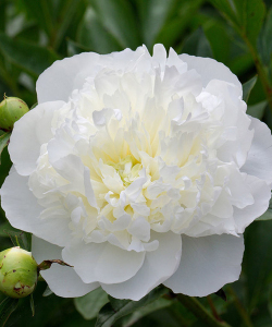 Півонія Duchesse de Nemours